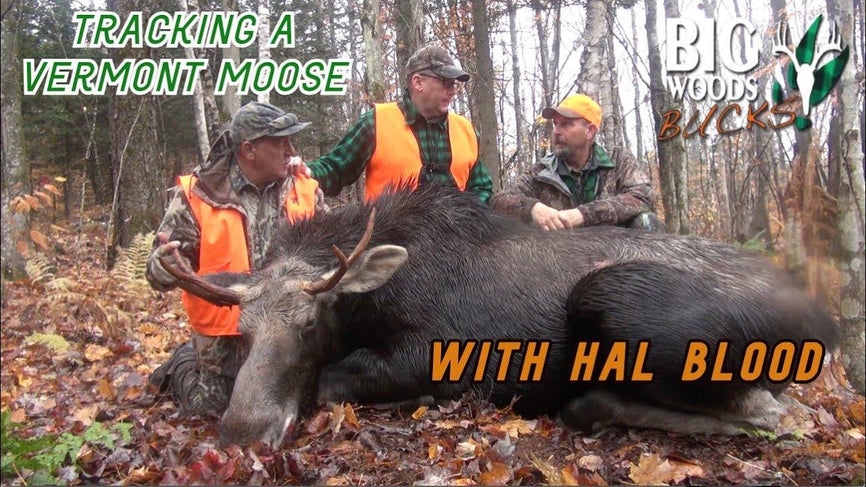VIDEO: Hal Blood tracks down a Vermont bull moose on wet leaves - Big Woods Bucks