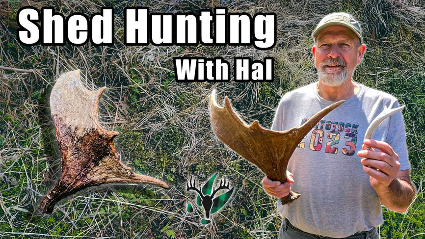 VIDEO: Moose Antler Shed Hunting with Hal Blood