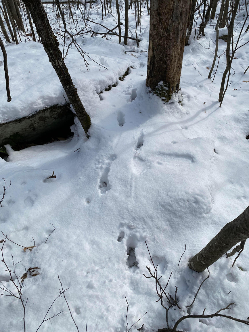 Logan Rackliff’s “Top 5 deer sign I like to see in the woods” - Big Woods Bucks