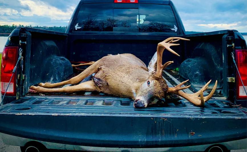 The King of Robb Mountain - A Maine Buck Story