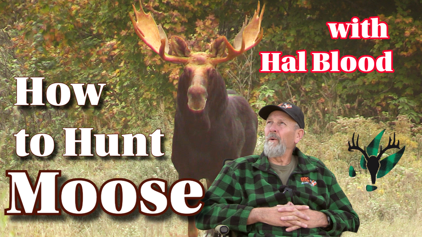 VIDEO: How to Hunt Moose with Master Maine Guide Hal Blood