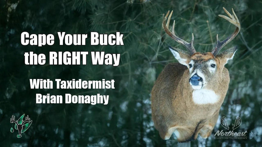 VIDEO: How to cape your buck the RIGHT way! | Brian Donaghy of Northeast Custom Taxidermy - Big Woods Bucks