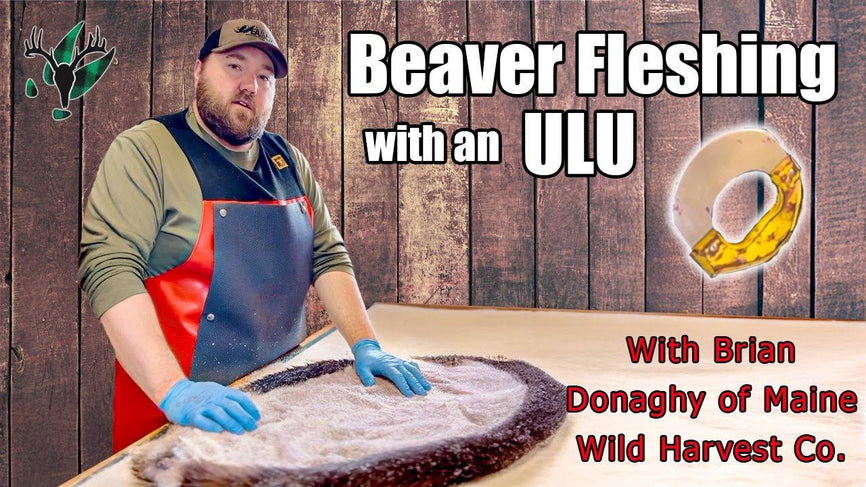 VIDEO: How to flesh a beaver hide and sharpen an ulu knife | Brian Donaghy of Maine Wild Harvest Co. - Big Woods Bucks