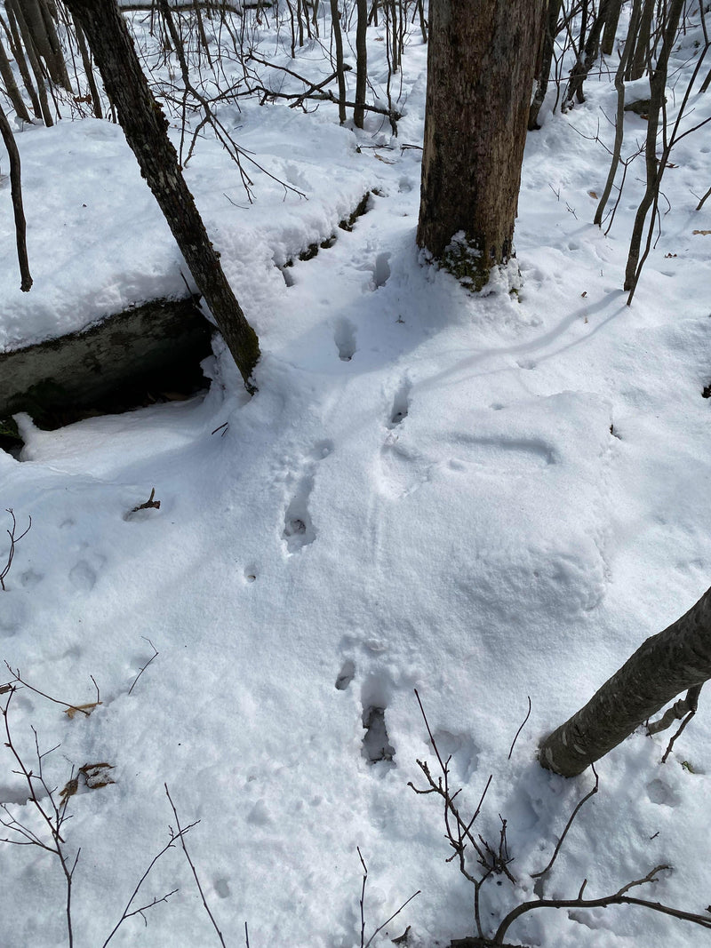 Logan Rackliff’s “Top 5 deer sign I like to see in the woods” - Big Woods Bucks