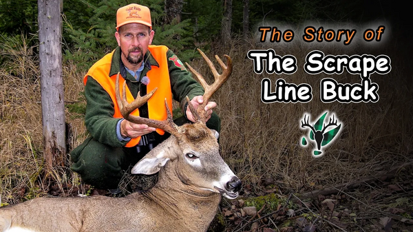 VIDEO: The Scrape Line Buck | Hal Blood's Stories From The Trail