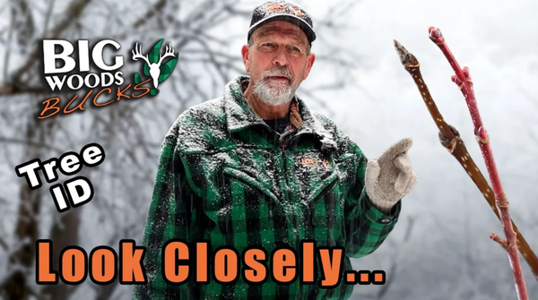 VIDEO: Learn your tree species with Master Maine Guide Hal Blood