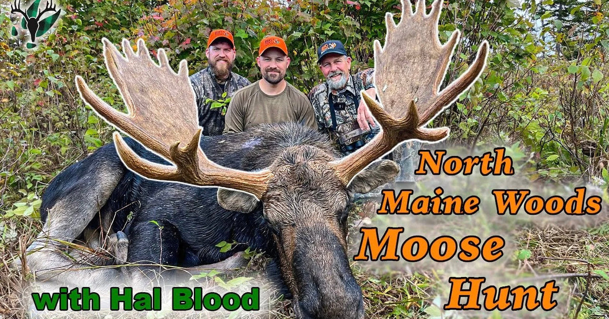 VIDEO: NICE BULL! A North Maine Woods moose hunt with Hal Blood – Big ...