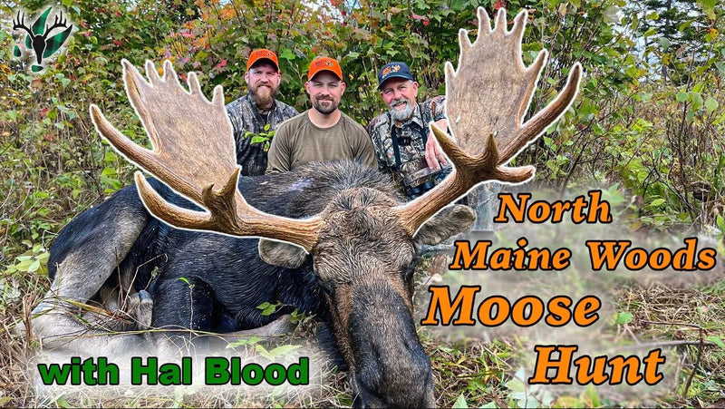 VIDEO: NICE BULL! A North Maine Woods moose hunt with Hal Blood