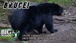 VIDEO: "Bruce" - Jacob Carvell's 2022 Maine Black Bear - Big Woods Bucks