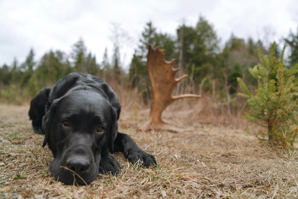 Black Dog With shed moose antler outdoors