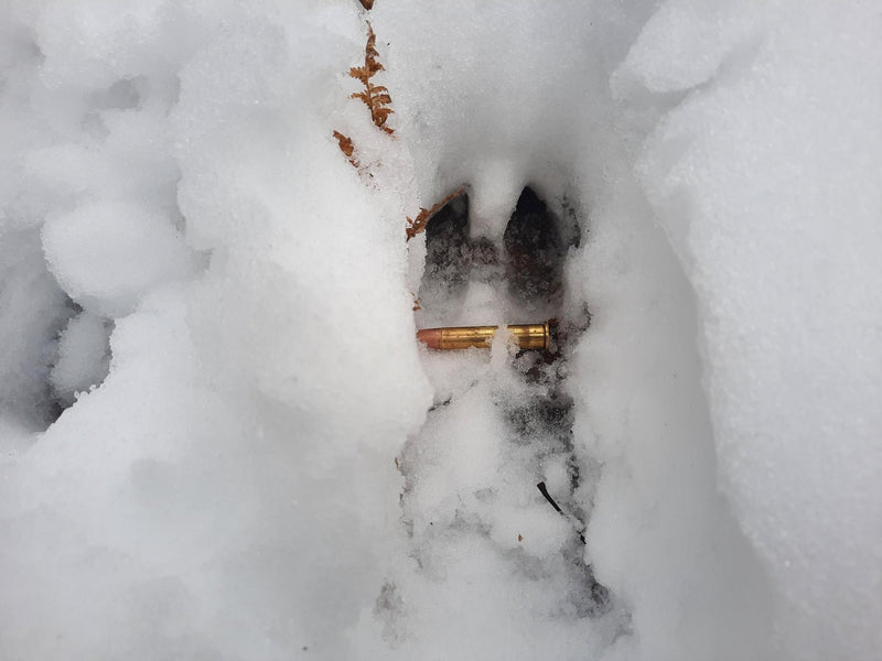 How to Age Buck Tracks - Big Woods Bucks