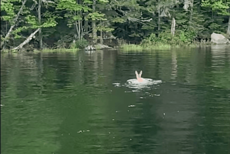 DO DEER SWIM? Locating Big Bucks During the Summer - Big Woods Bucks