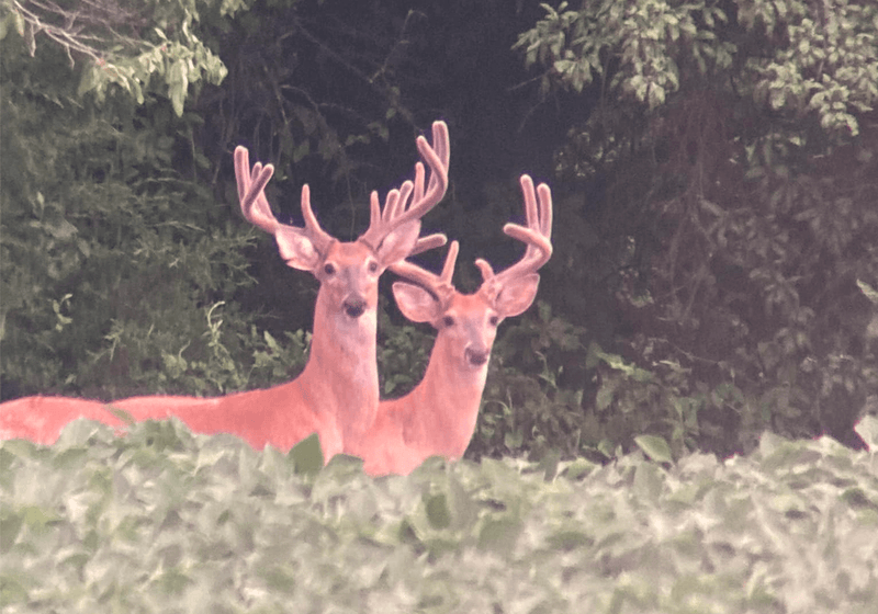 Mike Stevens' Outlook on the Deer Herd 2023 - Big Woods Bucks