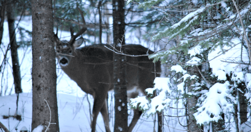 Create Your Own Luck: How to Increase Your Chances of Getting Lucky when Hunting in the Big Woods - Big Woods Bucks