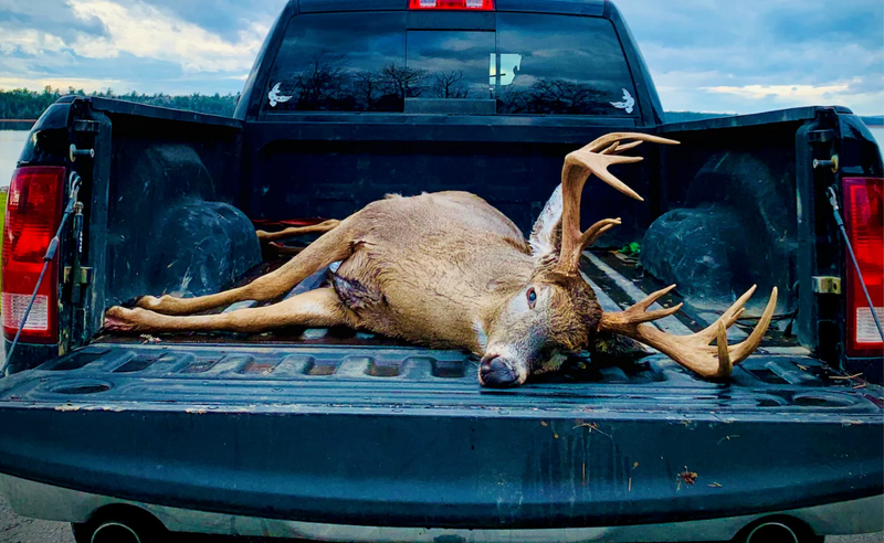 The King of Robb Mountain - A Maine Buck Story