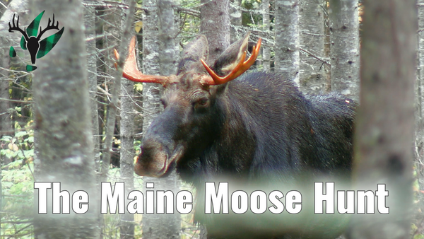 VIDEO: The Sights and Sounds of the Maine Moose Hunt