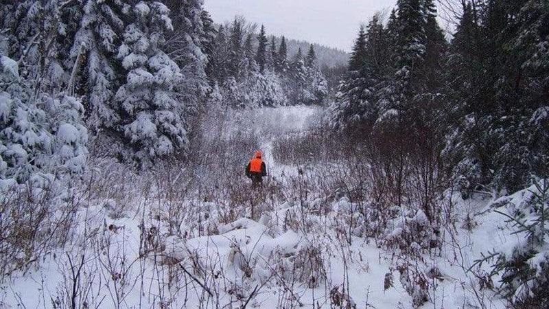 The Curse - Big Woods Bucks