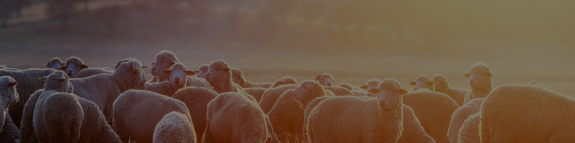 Featured banner image 